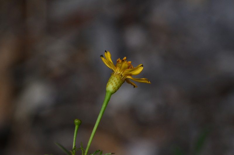 Tagetes palmeri photo 7
