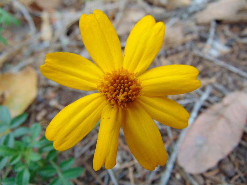 Tagetes parryi