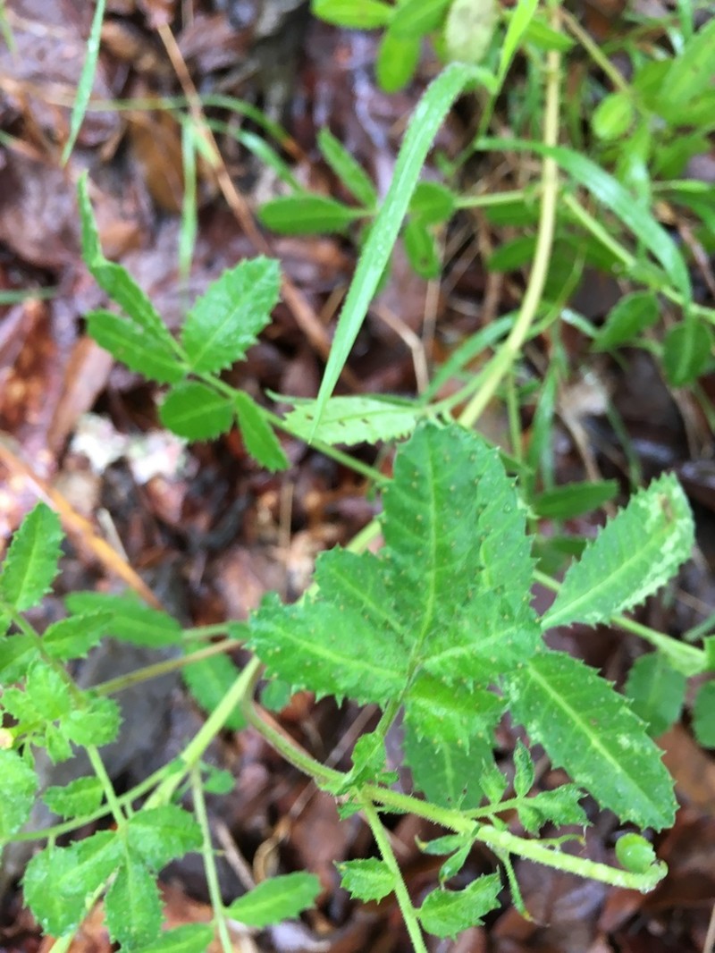 Tagetes parryi photo 2