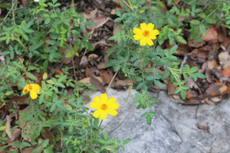 Tagetes parryi photo 3