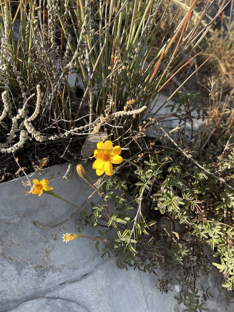 Tagetes parryi photo 4