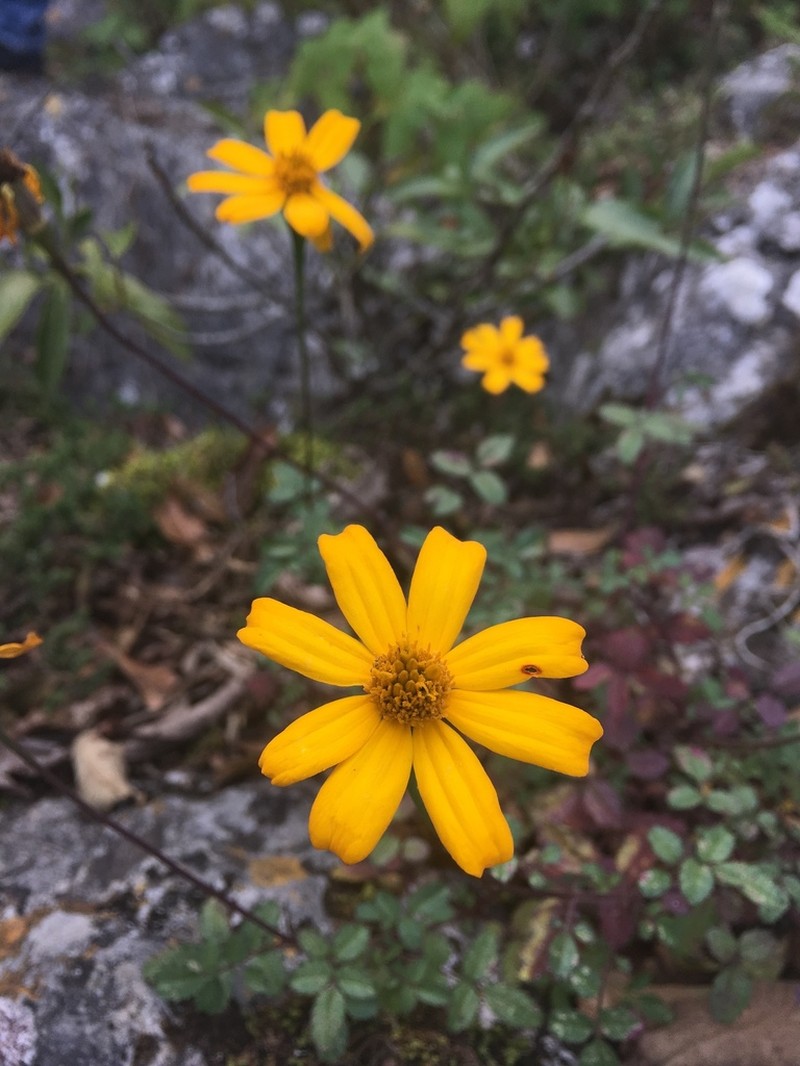 Tagetes parryi photo 5