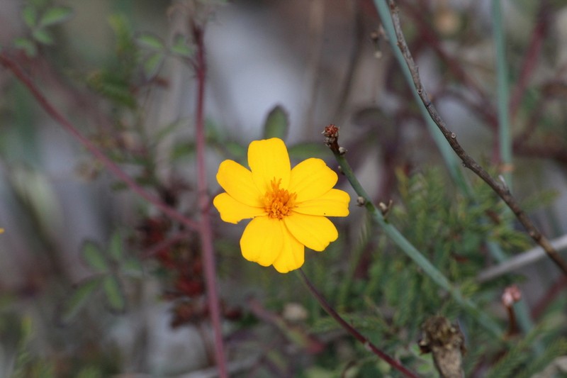 Tagetes parryi photo 6