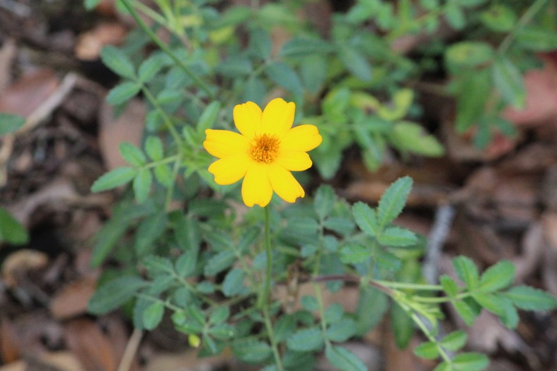 Tagetes parryi photo 7