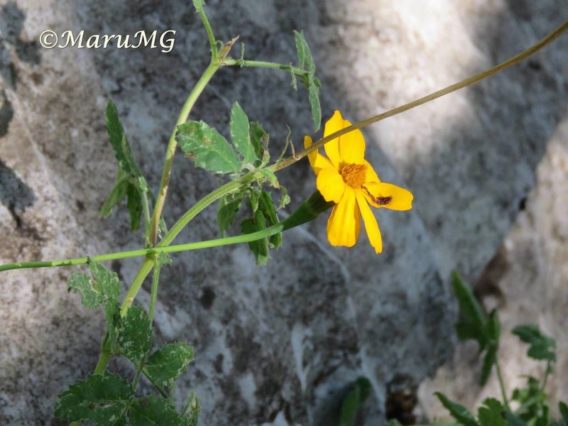 Tagetes parryi photo 8