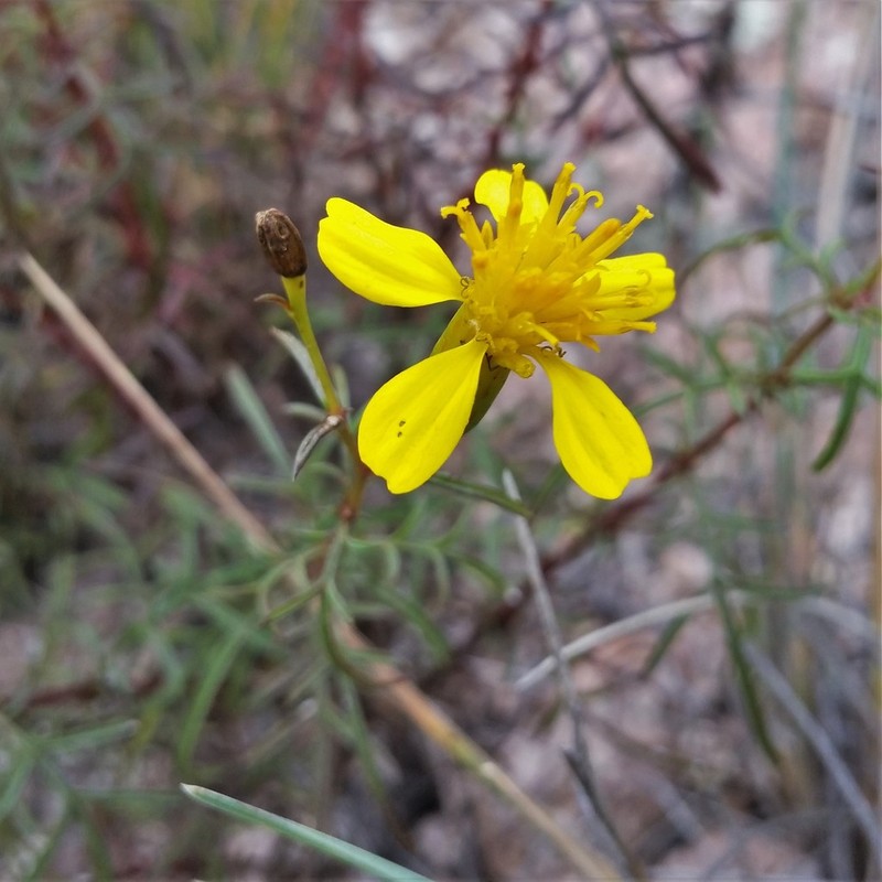 Tagetes pauciloba