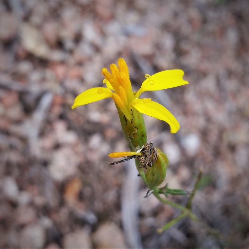 Tagetes pauciloba photo 2