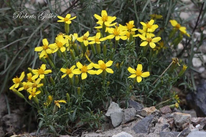 Tagetes pauciloba photo 3