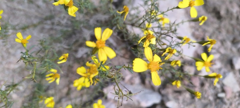 Tagetes pauciloba photo 5