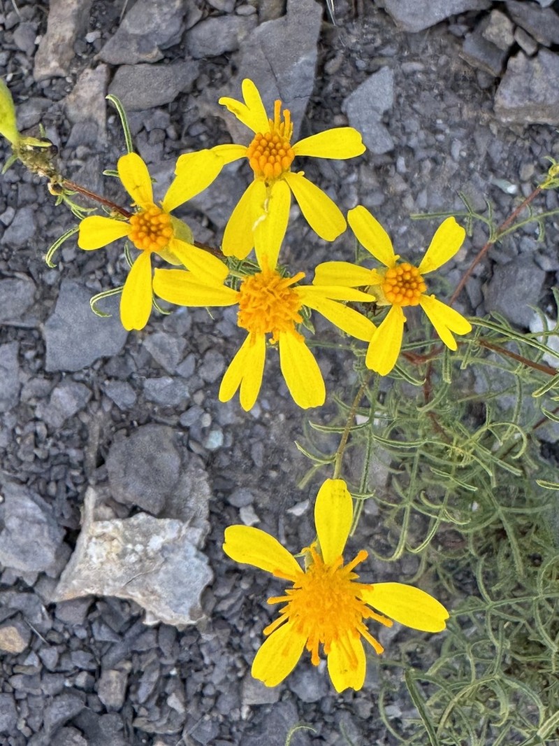 Tagetes pauciloba photo 6