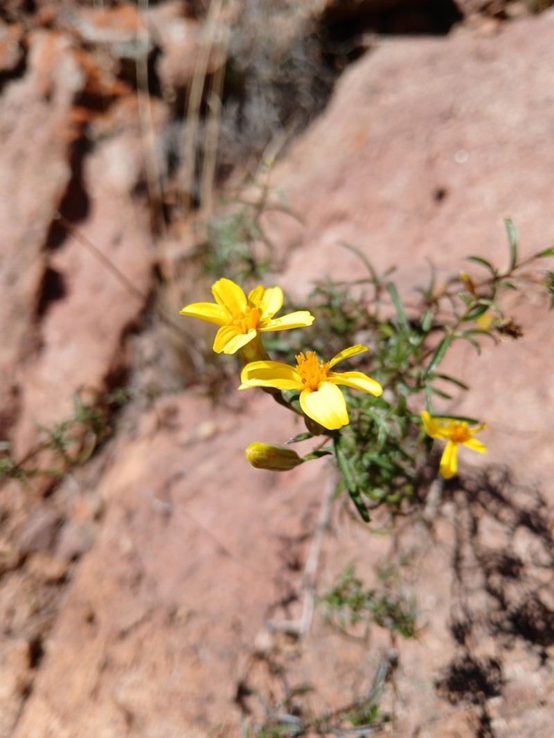 Tagetes pauciloba photo 7