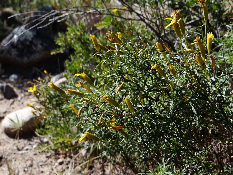 Tagetes pauciloba photo 8