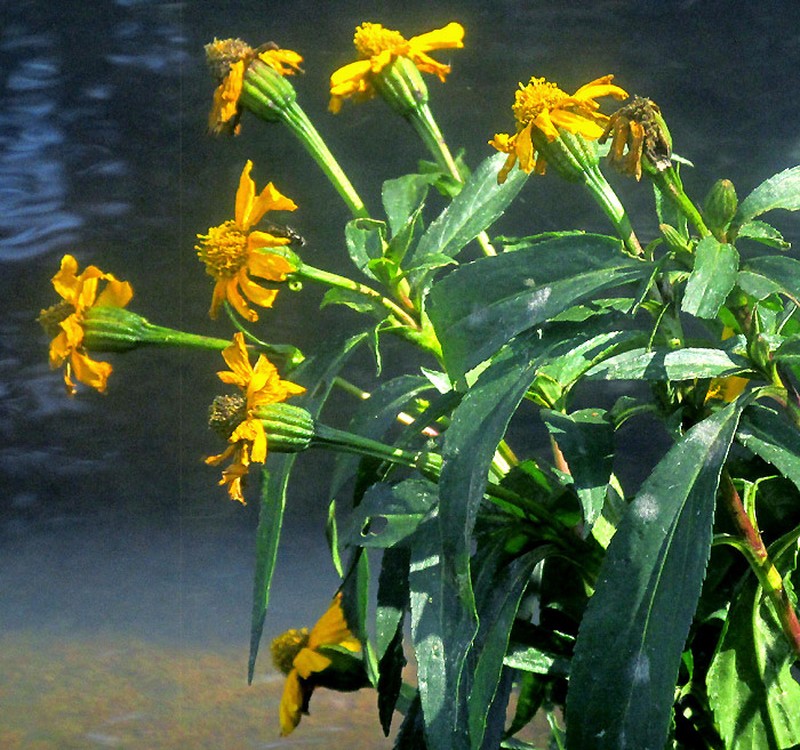 Tagetes persicifolia
