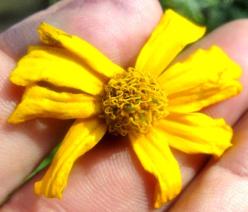 Tagetes persicifolia photo 2