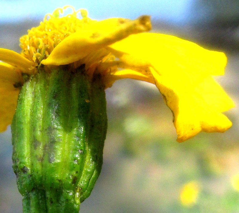 Tagetes persicifolia photo 3