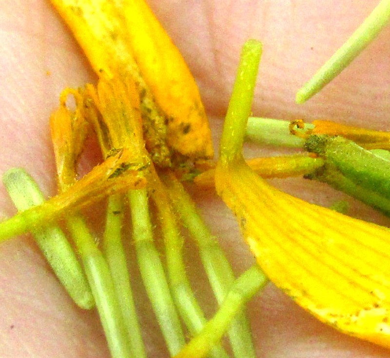 Tagetes persicifolia photo 4