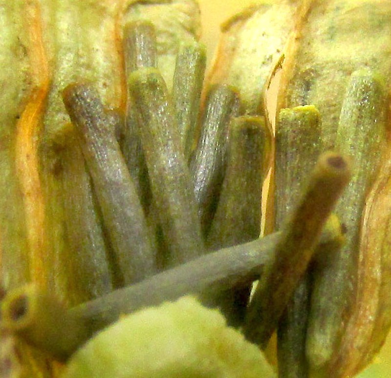 Tagetes persicifolia photo 5