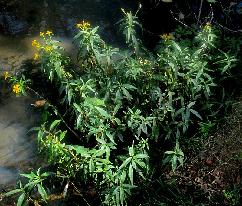 Tagetes persicifolia photo 7