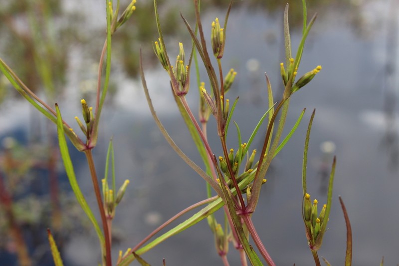 Tagetes pringlei