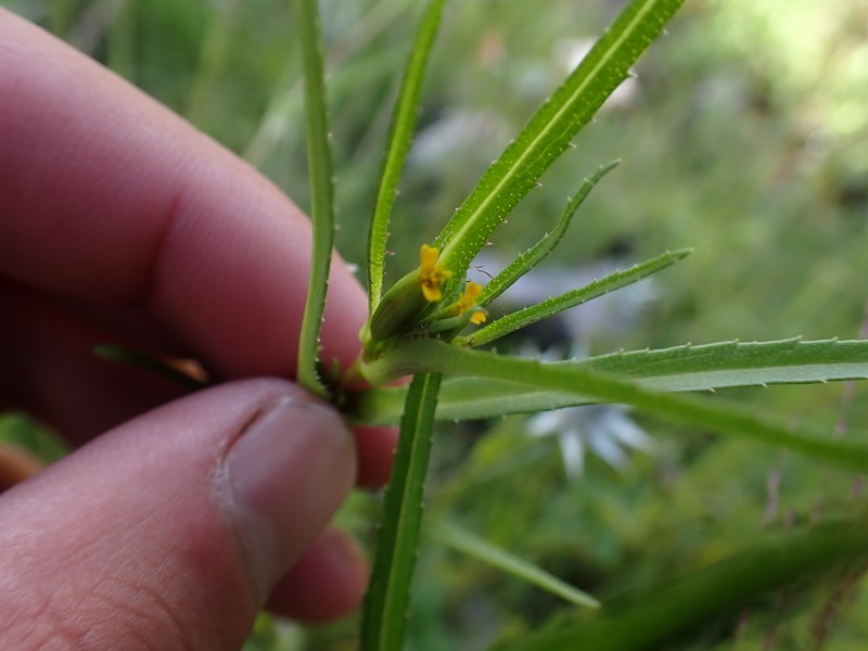 Tagetes pringlei photo 4