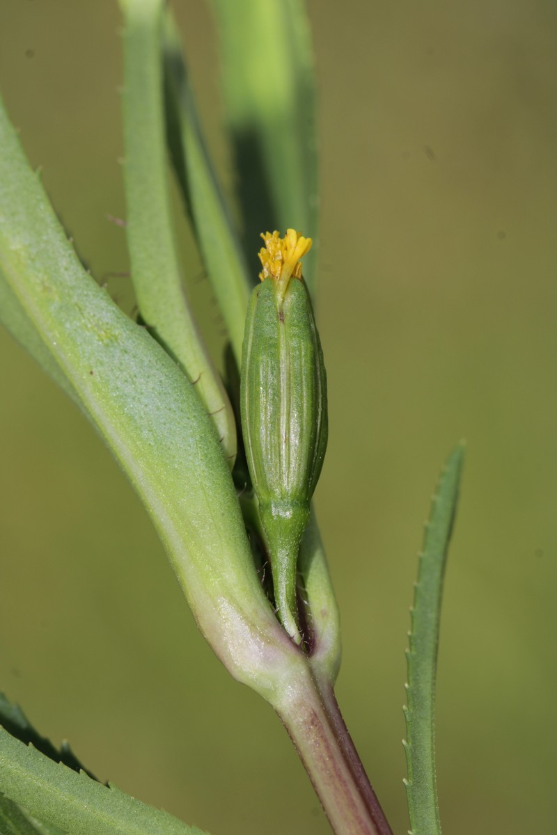 Tagetes pringlei photo 6
