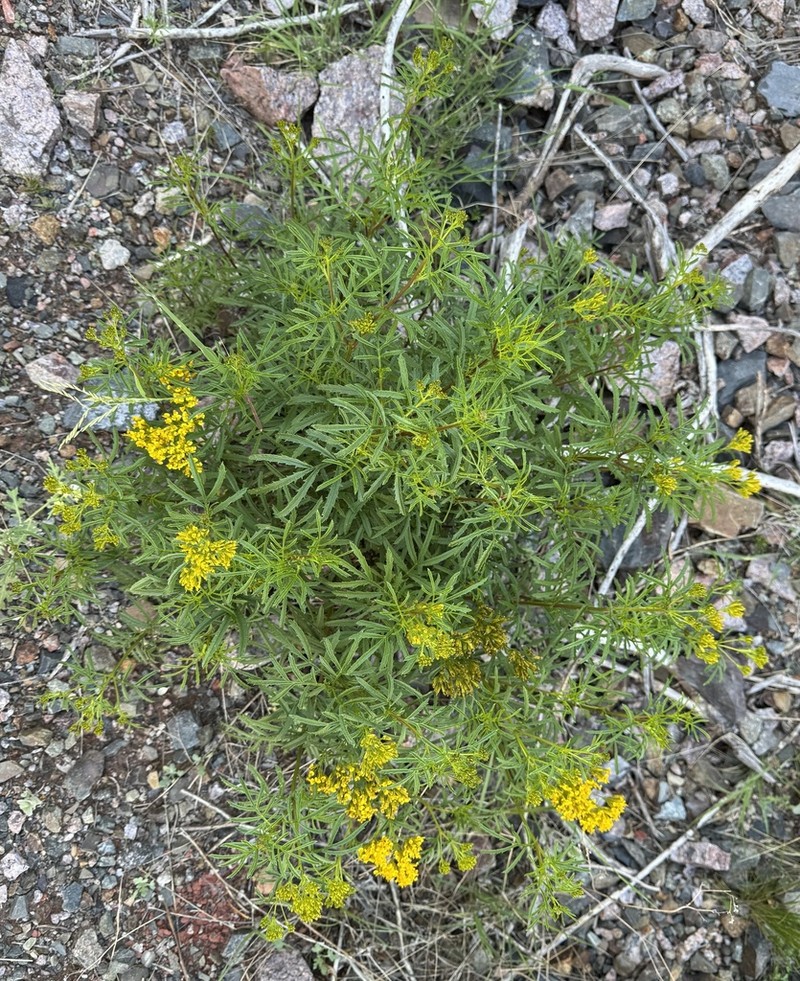 Tagetes riojana photo 2