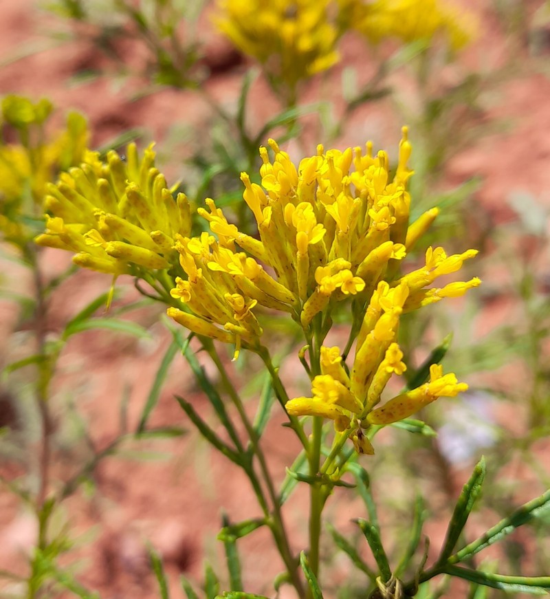 Tagetes riojana photo 4
