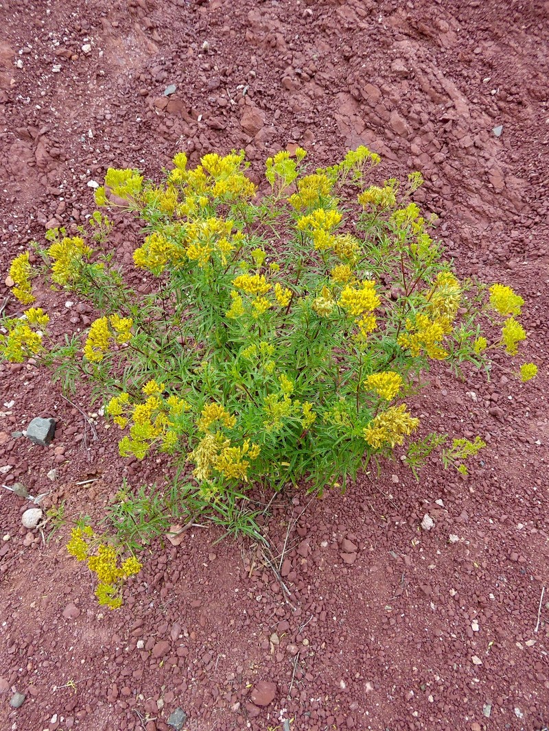 Tagetes riojana photo 5