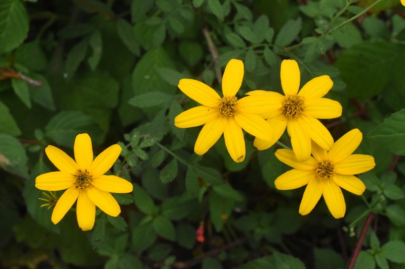 Tagetes sororia