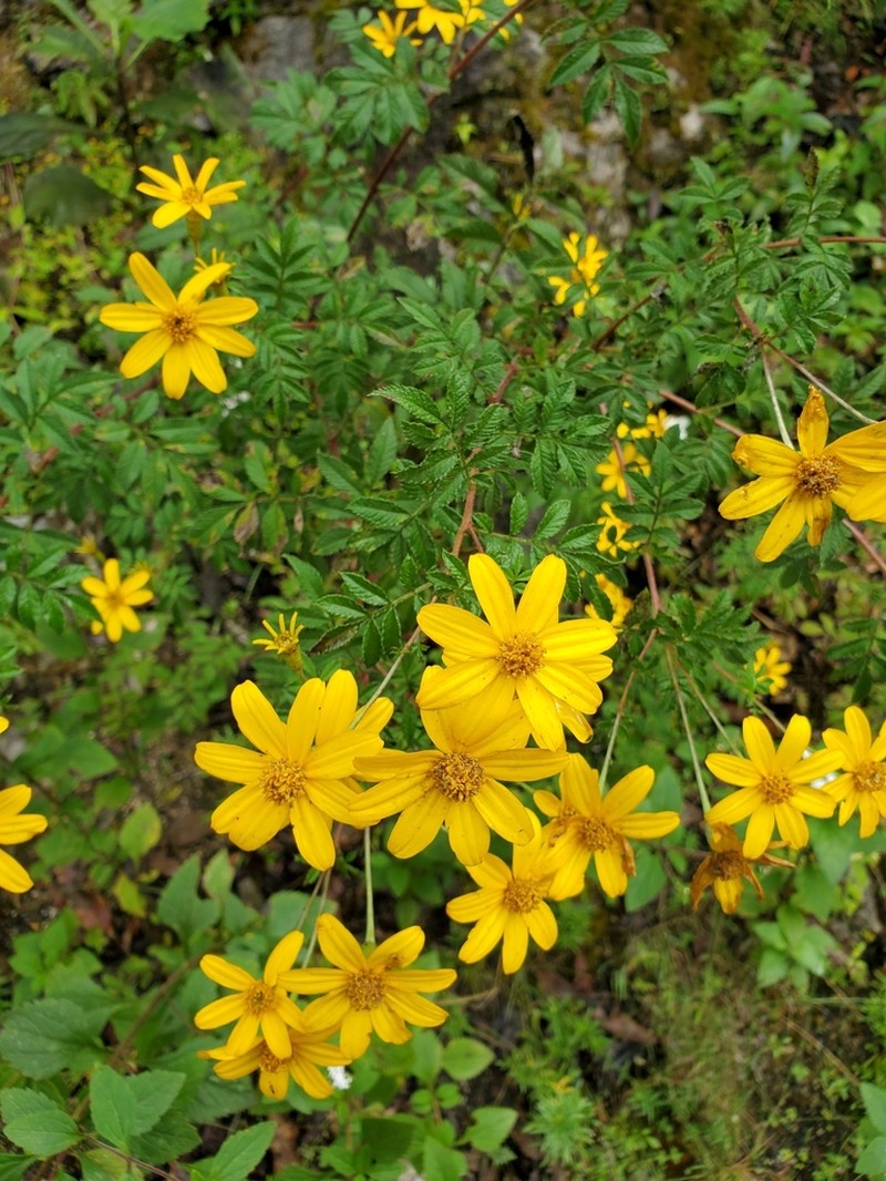 Tagetes sororia photo 2
