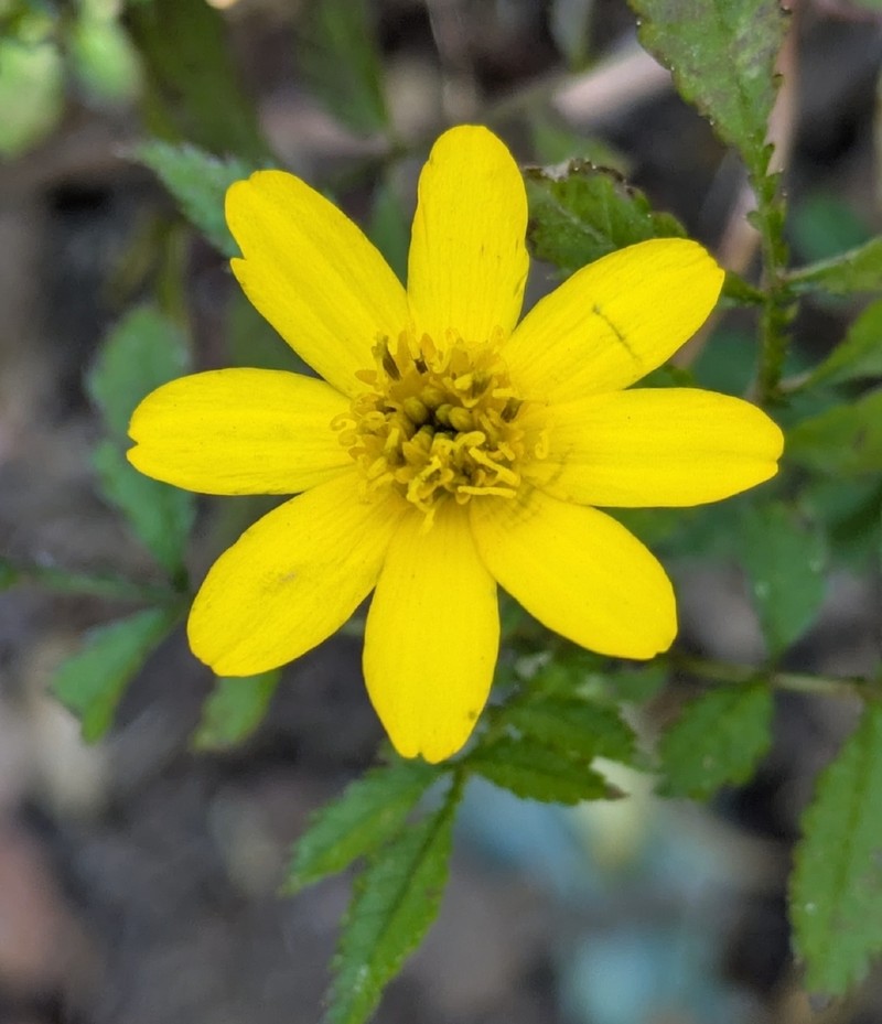 Tagetes sororia photo 3