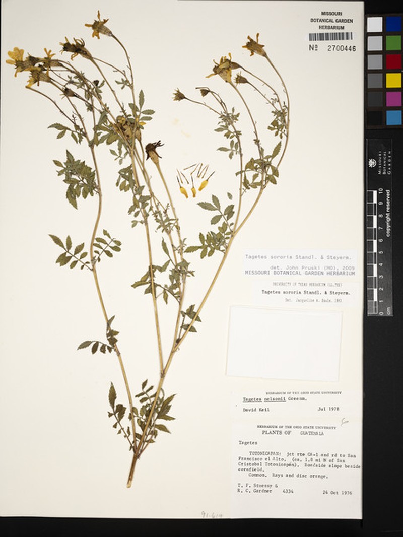 Tagetes sororia photo 4