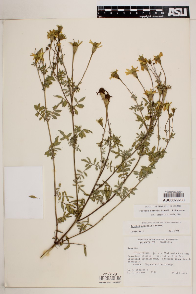 Tagetes sororia photo 5