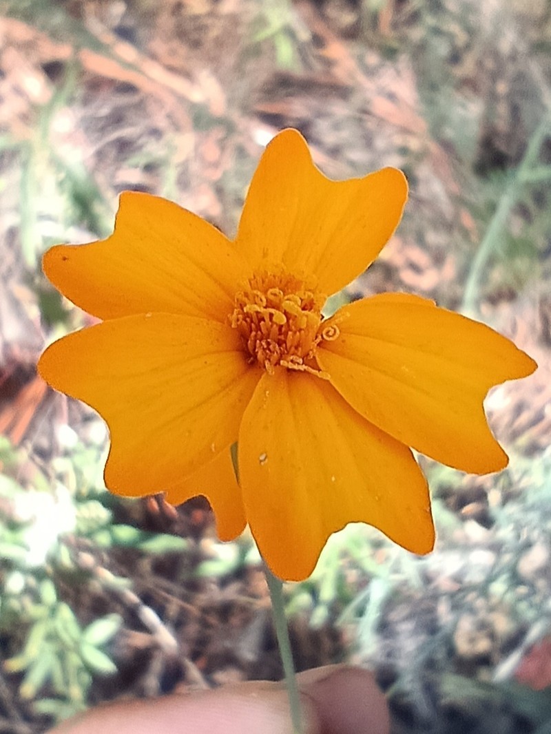 Tagetes stenophylla