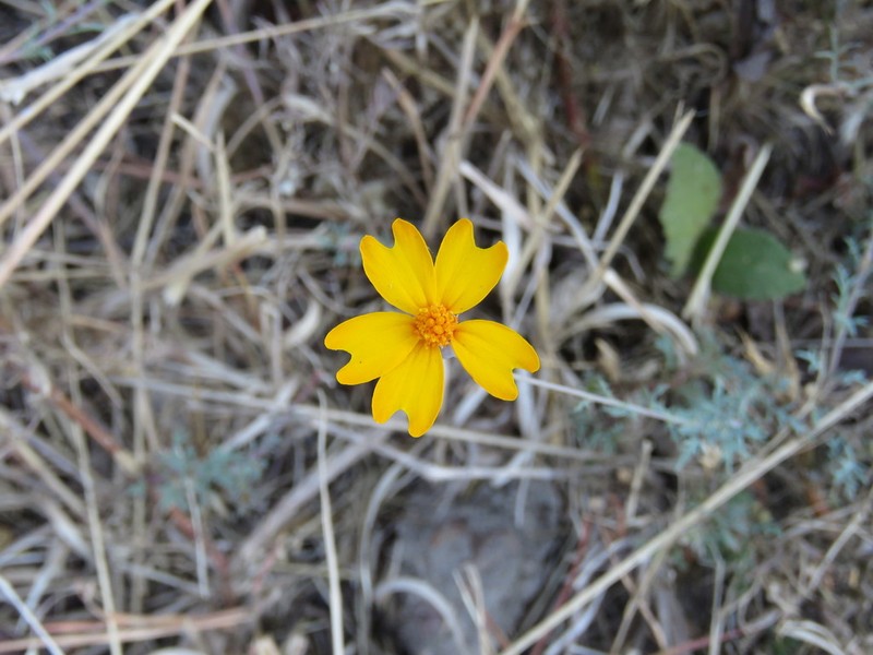 Tagetes stenophylla photo 2