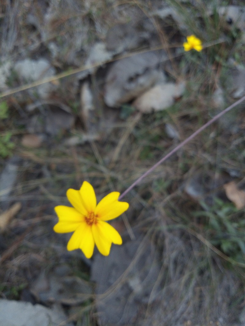 Tagetes stenophylla photo 3