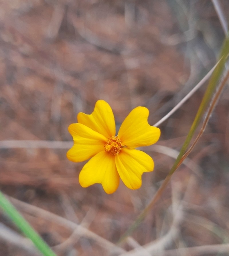 Tagetes stenophylla photo 4