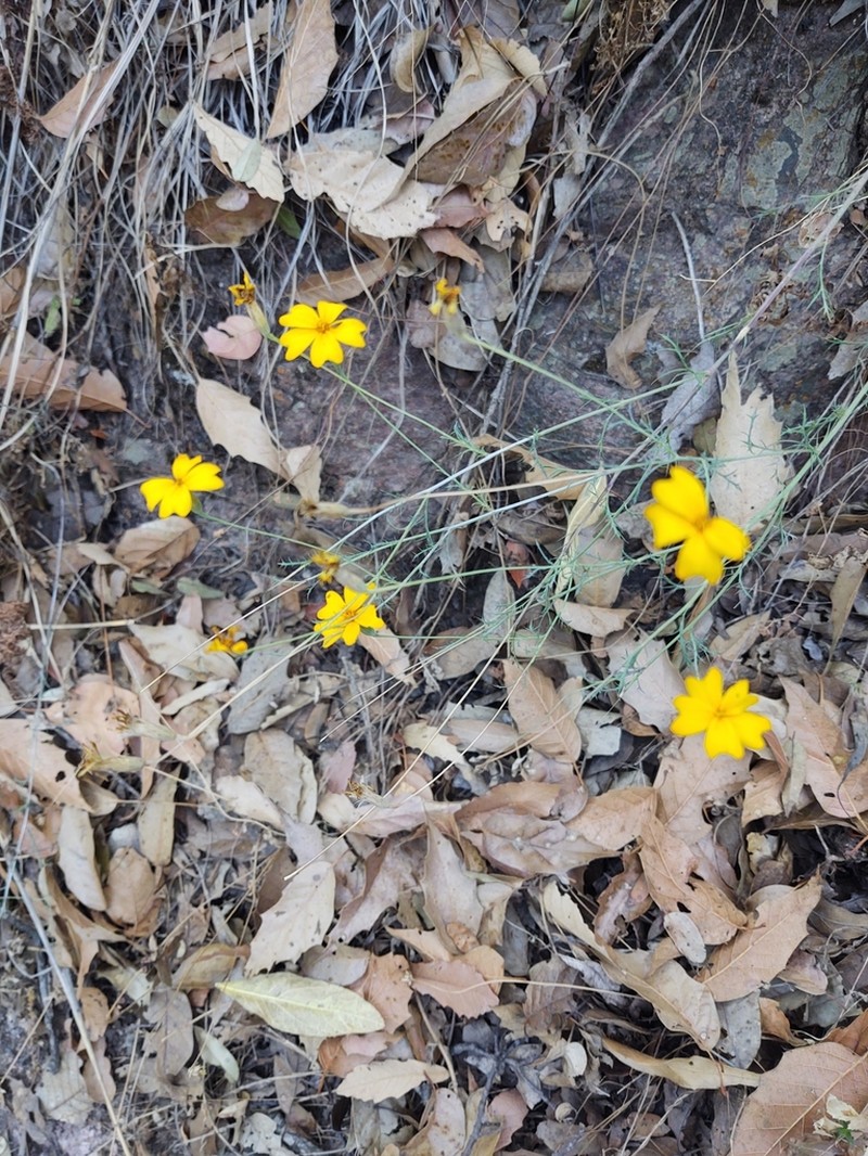 Tagetes stenophylla photo 5