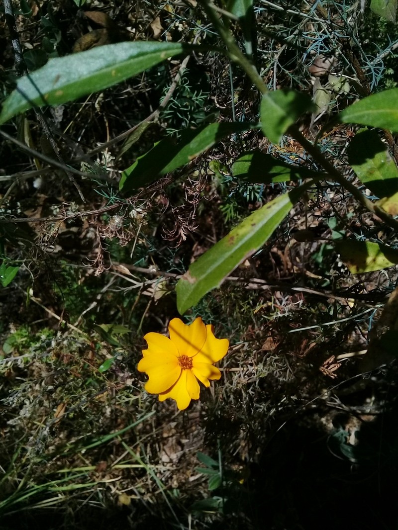 Tagetes stenophylla photo 6