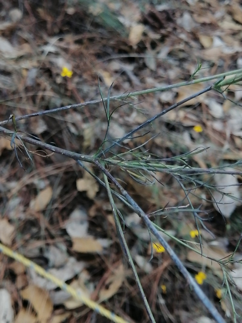 Tagetes stenophylla photo 7