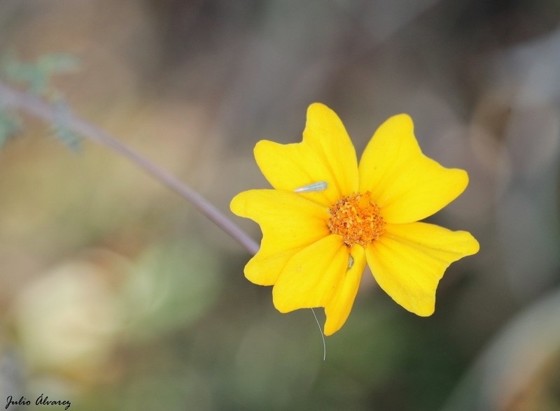 Tagetes subulata