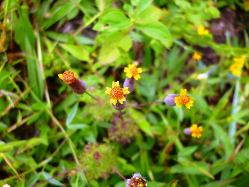 Tagetes subulata photo 2