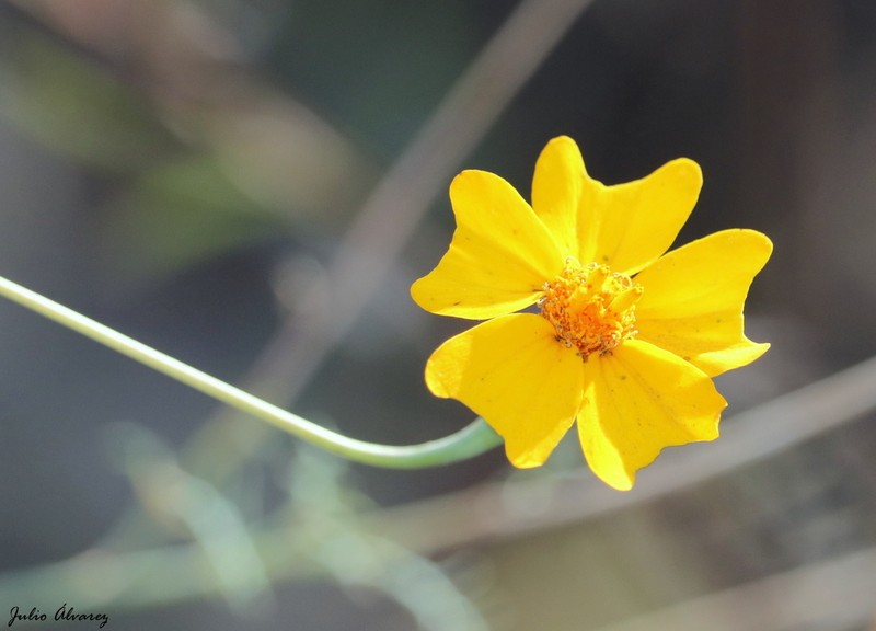 Tagetes subulata photo 3