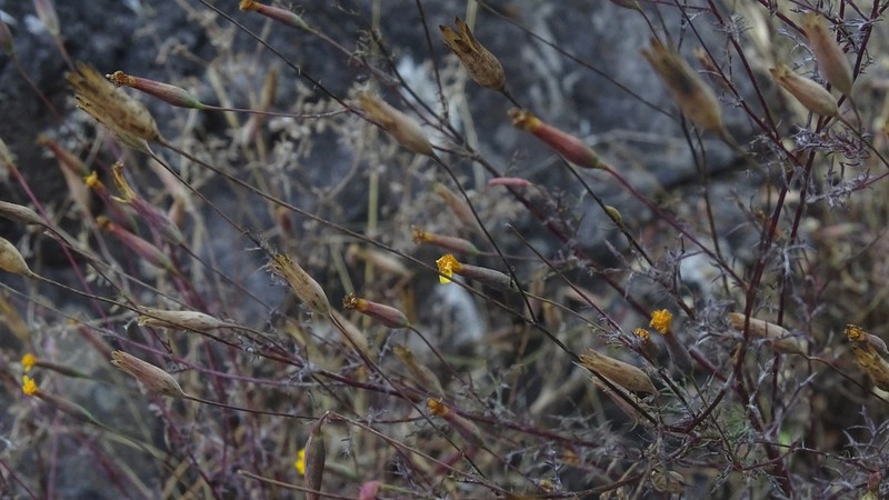 Tagetes subulata photo 4