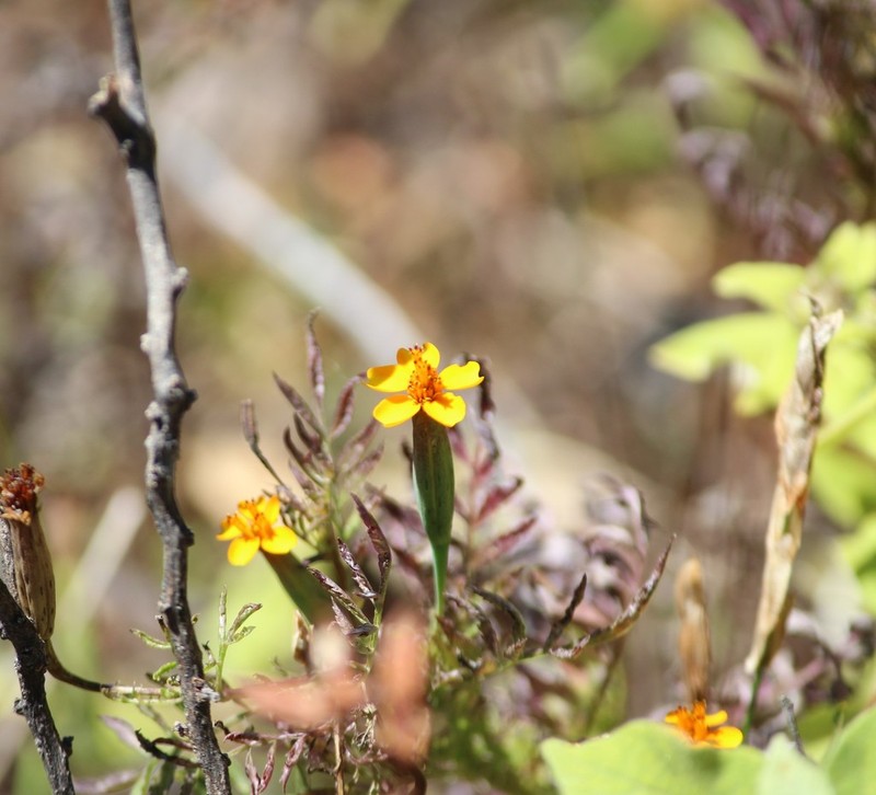 Tagetes subulata photo 5