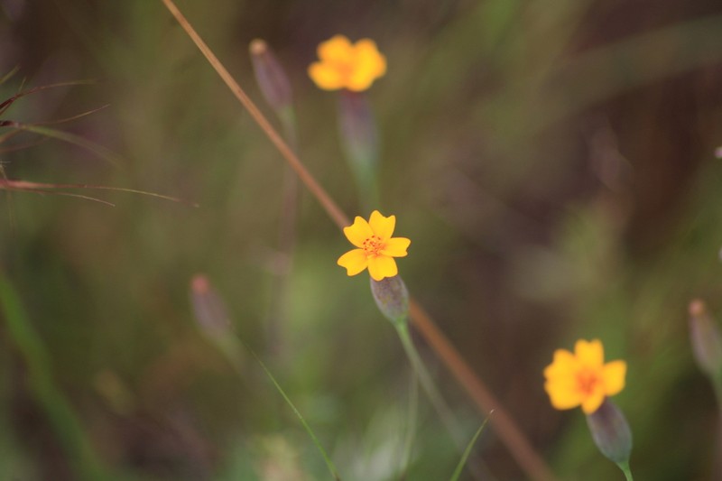 Tagetes subulata photo 6