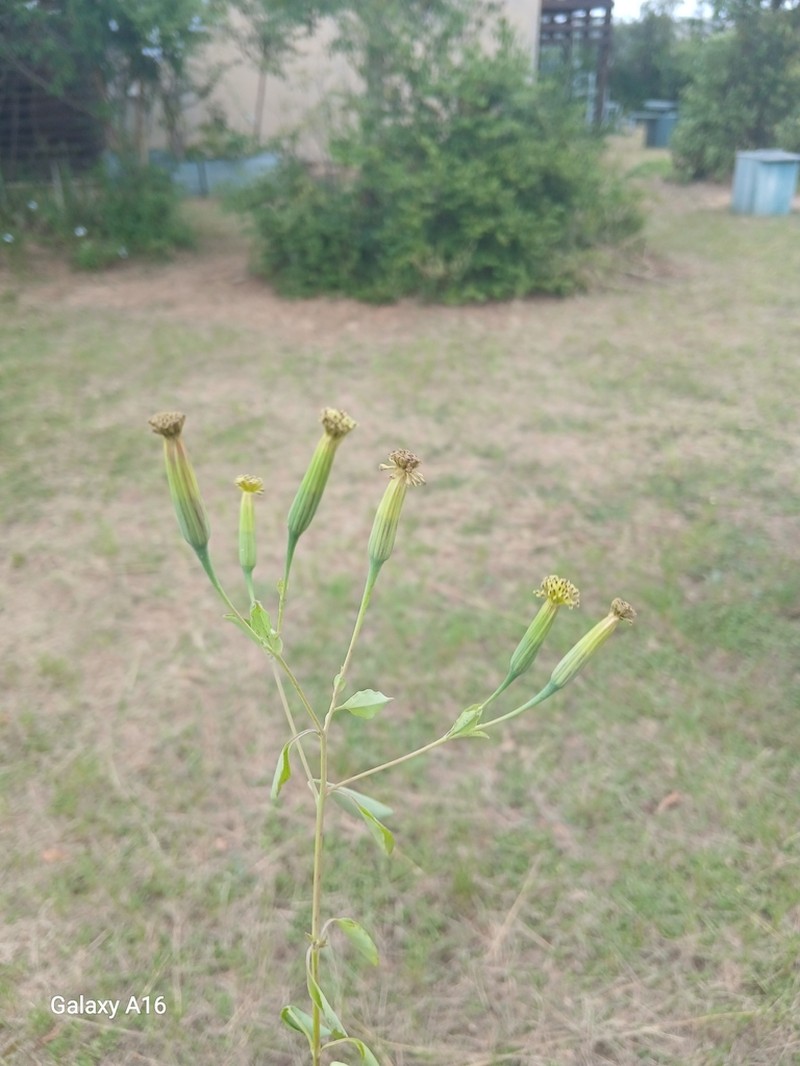 Tagetes subulata photo 7