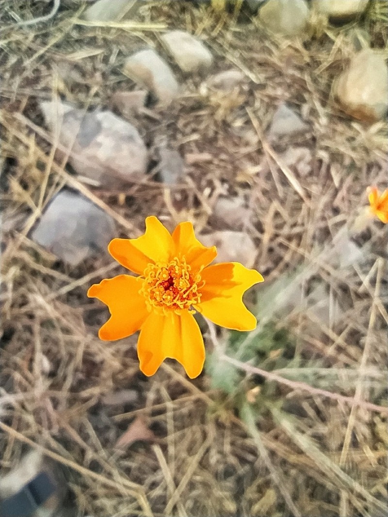 Tagetes subulata photo 8