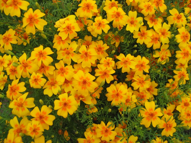 Tagetes tenuifolia