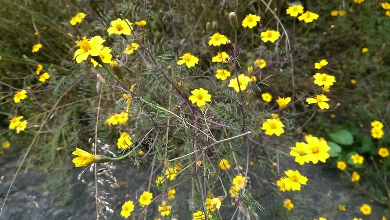 Tagetes tenuifolia photo 2